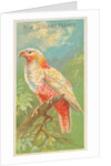 New Zealand Parrot, from the Birds of the Tropics series for Allen & Ginter Cigarette…, 1889 by Allen & Ginter