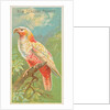 New Zealand Parrot, from the Birds of the Tropics series for Allen & Ginter Cigarette…, 1889 by Allen & Ginter