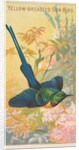 Yellow-Breasted Sun Bird, from the Birds of the Tropics series for Allen & Ginter Cig…, 1889 by Allen & Ginter