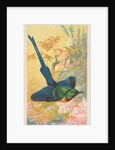 Yellow-Breasted Sun Bird, from the Birds of the Tropics series for Allen & Ginter Cig…, 1889 by Allen & Ginter