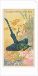 Yellow-Breasted Sun Bird, from the Birds of the Tropics series for Allen & Ginter Cig…, 1889 by Allen & Ginter