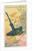 Yellow-Breasted Sun Bird, from the Birds of the Tropics series for Allen & Ginter Cig…, 1889 by Allen & Ginter