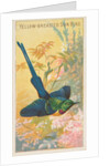 Yellow-Breasted Sun Bird, from the Birds of the Tropics series for Allen & Ginter Cig…, 1889 by Allen & Ginter