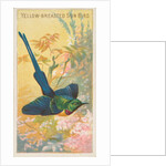 Yellow-Breasted Sun Bird, from the Birds of the Tropics series for Allen & Ginter Cig…, 1889 by Allen & Ginter