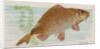 Carp, from the Fish from American Waters series for Allen & Ginter Cigarettes Brands, 1889 by Allen & Ginter