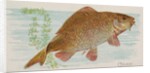 Carp, from the Fish from American Waters series for Allen & Ginter Cigarettes Brands, 1889 by Allen & Ginter