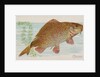 Carp, from the Fish from American Waters series for Allen & Ginter Cigarettes Brands, 1889 by Allen & Ginter