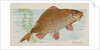 Carp, from the Fish from American Waters series for Allen & Ginter Cigarettes Brands, 1889 by Allen & Ginter
