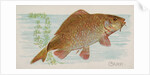 Carp, from the Fish from American Waters series for Allen & Ginter Cigarettes Brands, 1889 by Allen & Ginter