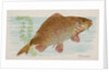 Carp, from the Fish from American Waters series for Allen & Ginter Cigarettes Brands, 1889 by Allen & Ginter