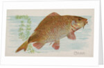 Carp, from the Fish from American Waters series for Allen & Ginter Cigarettes Brands, 1889 by Allen & Ginter