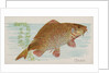 Carp, from the Fish from American Waters series for Allen & Ginter Cigarettes Brands, 1889 by Allen & Ginter