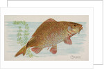 Carp, from the Fish from American Waters series for Allen & Ginter Cigarettes Brands, 1889 by Allen & Ginter