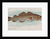 Codfish, from the Fish from American Waters series for Allen & Ginter Cigarettes Brands, 1889 by Allen & Ginter