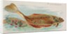 Flounder, from the Fish from American Waters series for Allen & Ginter Cigarettes Bra…, 1889 by Allen & Ginter
