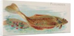 Flounder, from the Fish from American Waters series for Allen & Ginter Cigarettes Bra…, 1889 by Allen & Ginter