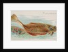 Flounder, from the Fish from American Waters series for Allen & Ginter Cigarettes Bra…, 1889 by Allen & Ginter