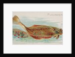 Flounder, from the Fish from American Waters series for Allen & Ginter Cigarettes Bra…, 1889 by Allen & Ginter