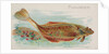 Flounder, from the Fish from American Waters series for Allen & Ginter Cigarettes Bra…, 1889 by Allen & Ginter