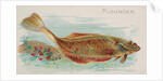 Flounder, from the Fish from American Waters series for Allen & Ginter Cigarettes Bra…, 1889 by Allen & Ginter