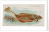 Flounder, from the Fish from American Waters series for Allen & Ginter Cigarettes Bra…, 1889 by Allen & Ginter