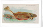 Flounder, from the Fish from American Waters series for Allen & Ginter Cigarettes Bra…, 1889 by Allen & Ginter