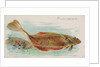 Flounder, from the Fish from American Waters series for Allen & Ginter Cigarettes Bra…, 1889 by Allen & Ginter