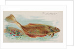 Flounder, from the Fish from American Waters series for Allen & Ginter Cigarettes Bra…, 1889 by Allen & Ginter