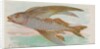 Flying Fish, from the Fish from American Waters series for Allen & Ginter Cigarettes …, 1889 by Allen & Ginter