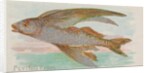 Flying Fish, from the Fish from American Waters series for Allen & Ginter Cigarettes …, 1889 by Allen & Ginter