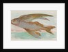 Flying Fish, from the Fish from American Waters series for Allen & Ginter Cigarettes …, 1889 by Allen & Ginter