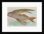 Flying Fish, from the Fish from American Waters series for Allen & Ginter Cigarettes …, 1889 by Allen & Ginter