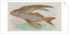 Flying Fish, from the Fish from American Waters series for Allen & Ginter Cigarettes …, 1889 by Allen & Ginter