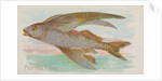 Flying Fish, from the Fish from American Waters series for Allen & Ginter Cigarettes …, 1889 by Allen & Ginter