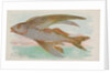 Flying Fish, from the Fish from American Waters series for Allen & Ginter Cigarettes …, 1889 by Allen & Ginter