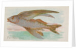Flying Fish, from the Fish from American Waters series for Allen & Ginter Cigarettes …, 1889 by Allen & Ginter