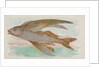 Flying Fish, from the Fish from American Waters series for Allen & Ginter Cigarettes …, 1889 by Allen & Ginter