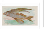 Flying Fish, from the Fish from American Waters series for Allen & Ginter Cigarettes …, 1889 by Allen & Ginter