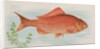 Goldfish, from the Fish from American Waters series for Allen & Ginter Cigarettes Bra…, 1889 by Allen & Ginter