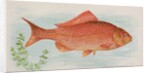 Goldfish, from the Fish from American Waters series for Allen & Ginter Cigarettes Bra…, 1889 by Allen & Ginter
