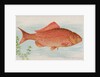 Goldfish, from the Fish from American Waters series for Allen & Ginter Cigarettes Bra…, 1889 by Allen & Ginter
