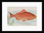Goldfish, from the Fish from American Waters series for Allen & Ginter Cigarettes Bra…, 1889 by Allen & Ginter