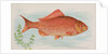 Goldfish, from the Fish from American Waters series for Allen & Ginter Cigarettes Bra…, 1889 by Allen & Ginter