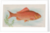 Goldfish, from the Fish from American Waters series for Allen & Ginter Cigarettes Bra…, 1889 by Allen & Ginter