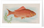 Goldfish, from the Fish from American Waters series for Allen & Ginter Cigarettes Bra…, 1889 by Allen & Ginter