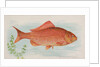 Goldfish, from the Fish from American Waters series for Allen & Ginter Cigarettes Bra…, 1889 by Allen & Ginter