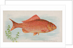 Goldfish, from the Fish from American Waters series for Allen & Ginter Cigarettes Bra…, 1889 by Allen & Ginter