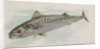 Mackerel, from the Fish from American Waters series for Allen & Ginter Cigarettes Bra…, 1889 by Allen & Ginter