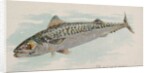 Mackerel, from the Fish from American Waters series for Allen & Ginter Cigarettes Bra…, 1889 by Allen & Ginter