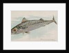 Mackerel, from the Fish from American Waters series for Allen & Ginter Cigarettes Bra…, 1889 by Allen & Ginter